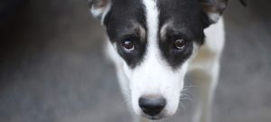 Envenenan 32 mascotas en la costa de Caborca