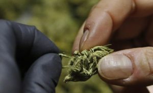 marihuana