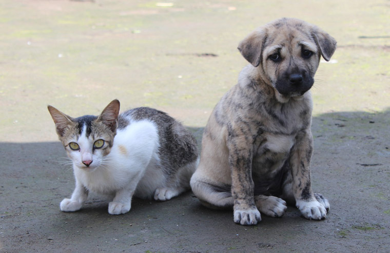 perro-gato