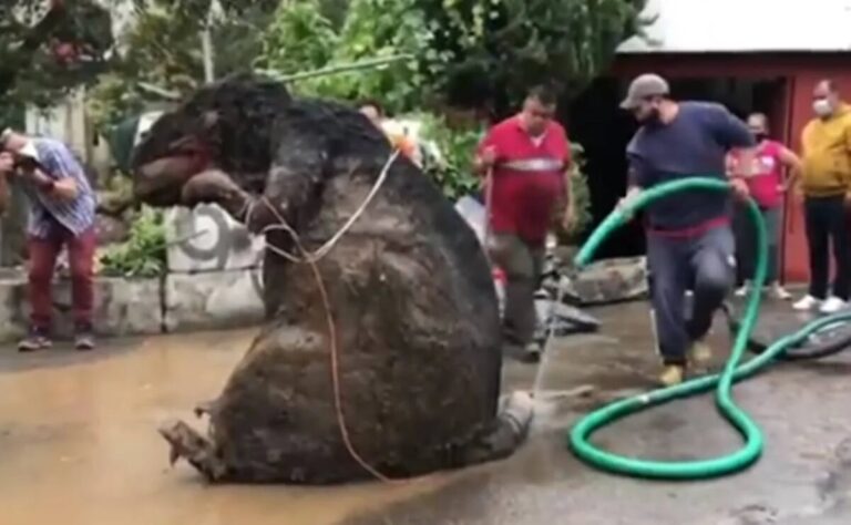 Encuentran botarga de rata gigante en la basura tras intensas lluvias ...