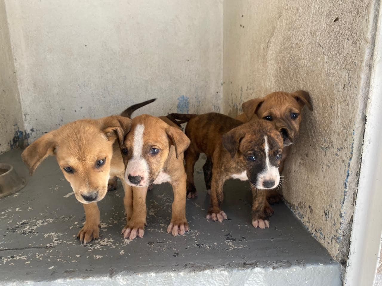 Instituto Municipal de Protección y Bienestar Animal Hermosillo 12