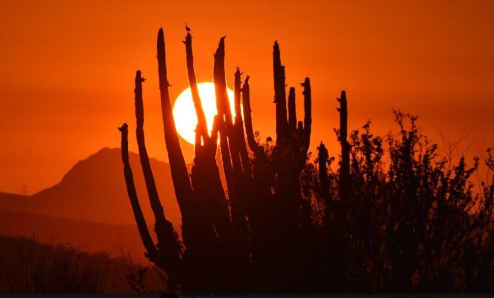 desierto-sonora