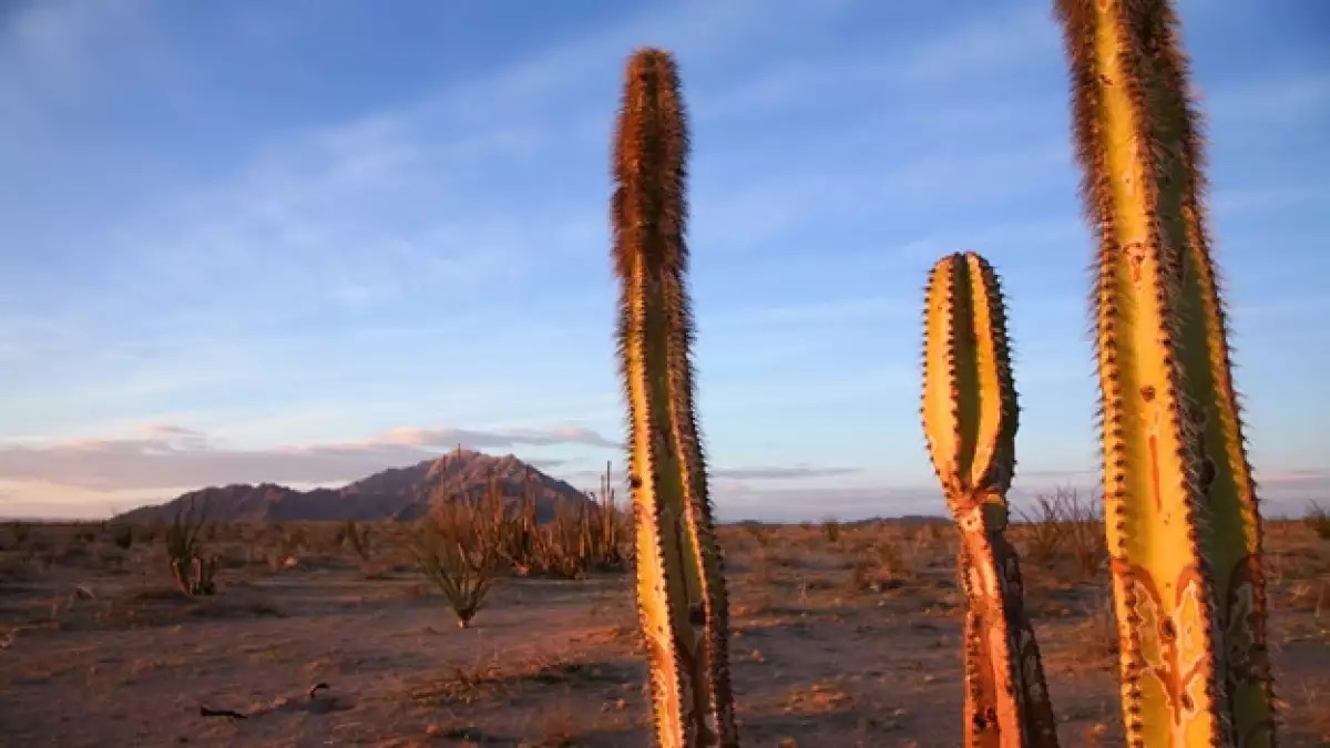 sonora-desierto