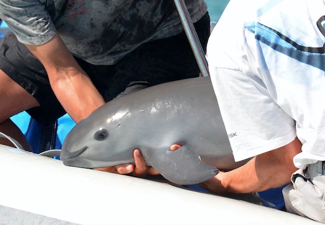 vaquita-marina-2