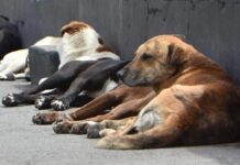 Gobierno de Mariela Gutiérrez sacrificó cinco perros al día en Tecámac, revelan datos