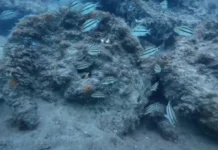 Veracruz: pescadores hallan restos de antiguo barco de guerra oculto por más de dos siglos, frente a costas de Alvarado