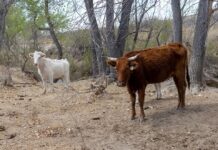 Plaga en ganado de EU: aumentan a 15 los casos de gusano barrenador en Texas