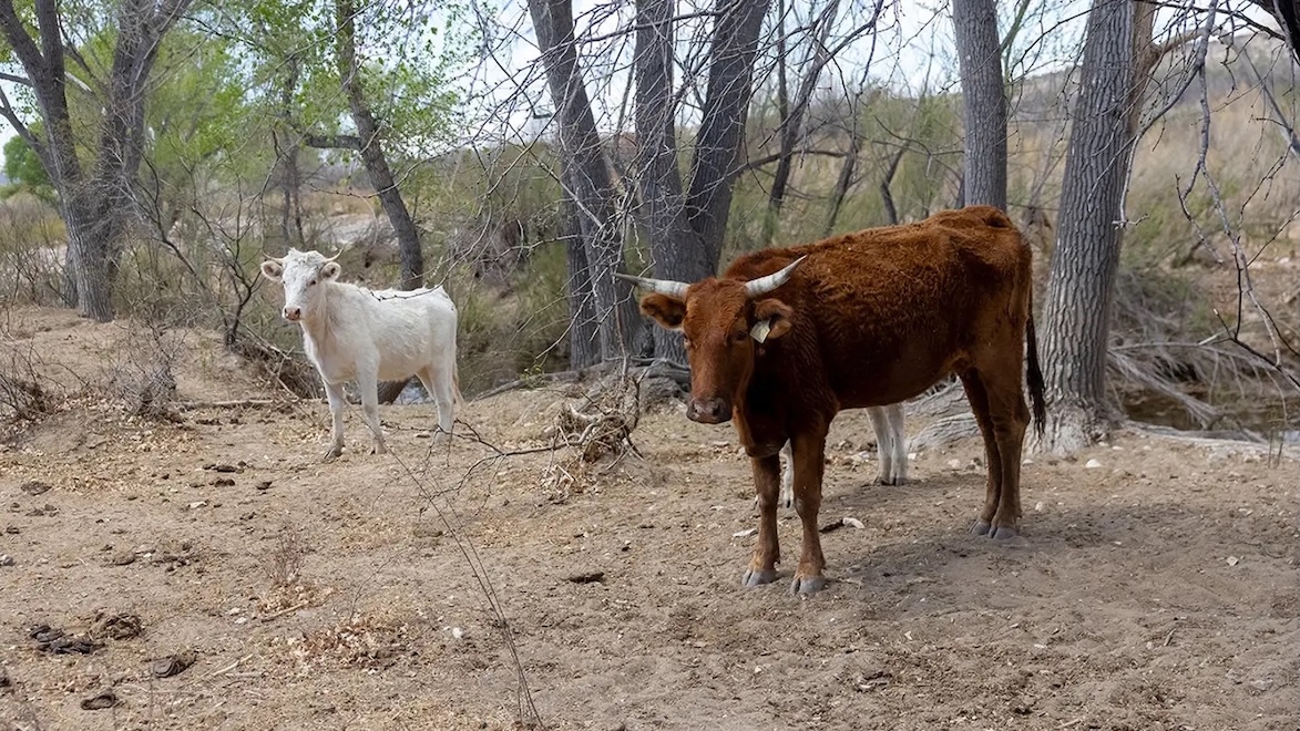 ganado-texas-estados-unidos