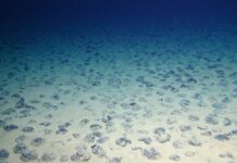 Morena propone proteger metales marinos estratégicos ante posible interés de EU