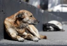 Crueldad animal en México anticipa patrones de violencia humana